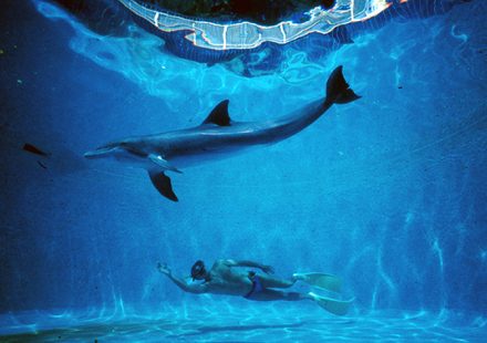 DOLPHIN MAN